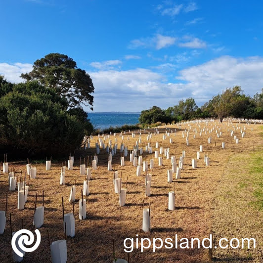 Recent vegetation works on Cowes West foreshore