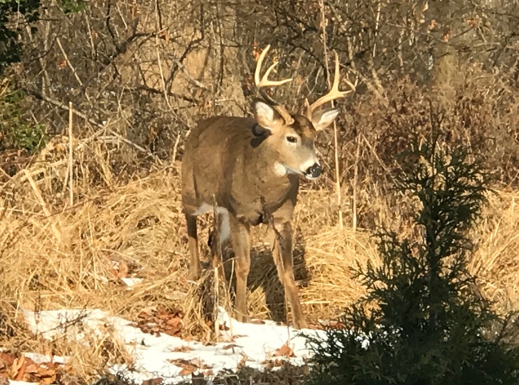 White Tail Deer