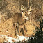 White Tail Deer