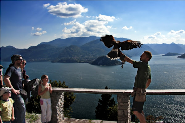 Il falconiere di fedevphoto