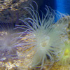 Tube anemone