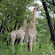 GIraffes: family group