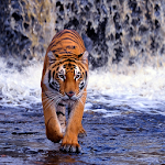 Cover Image of Télécharger Tigre Fonds d'écran HD 1.0 APK