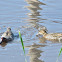 Green-winged Teal