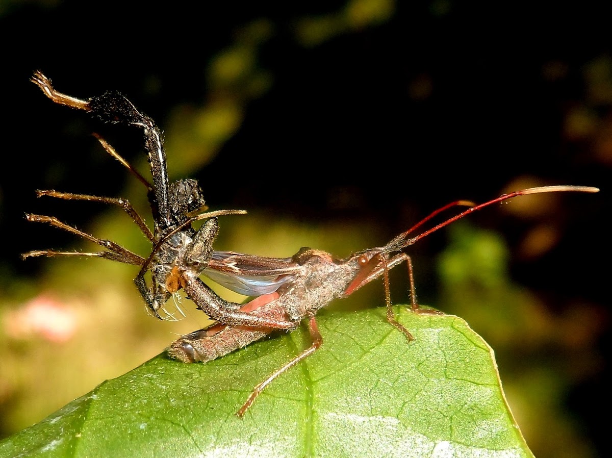 Leaf-footed bug