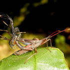 Leaf-footed bug