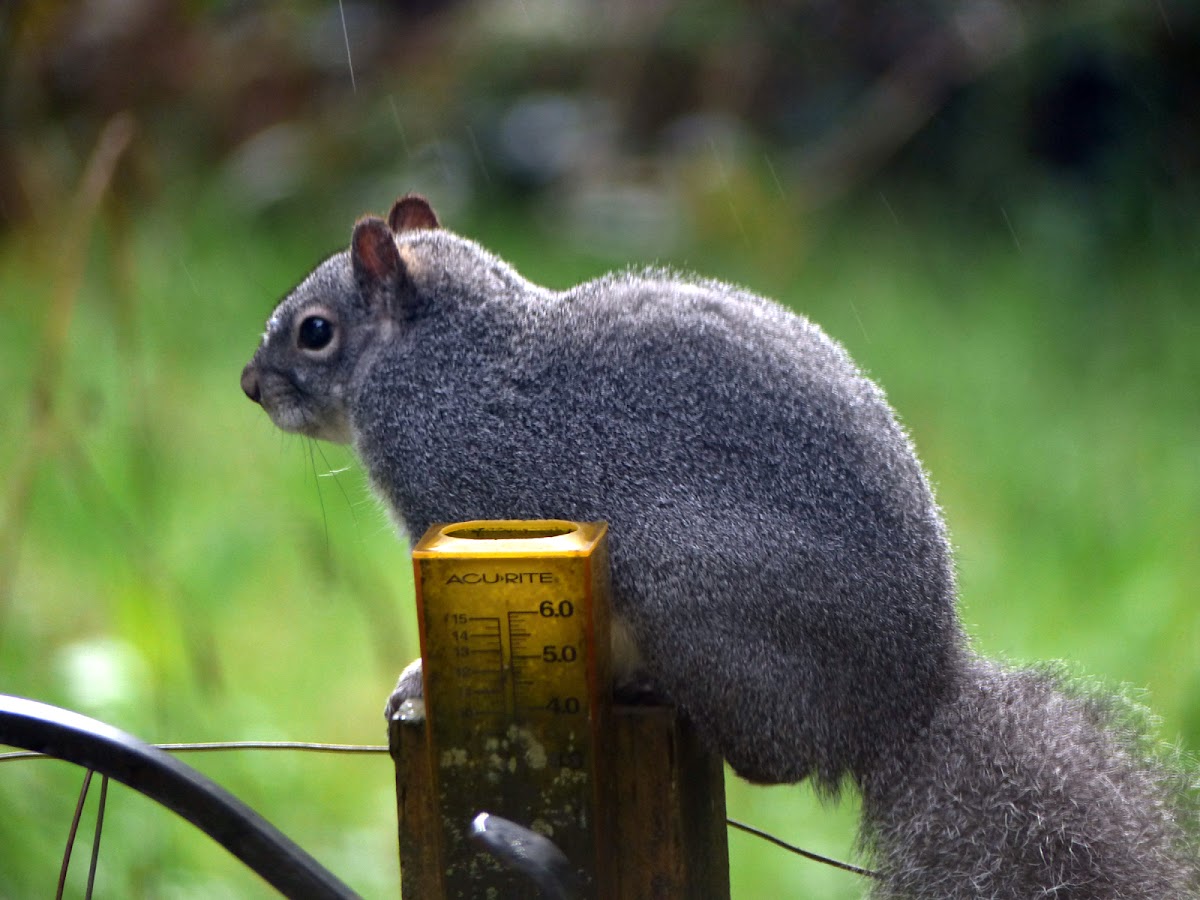 Western Grey Squirrel