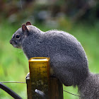 Western Grey Squirrel