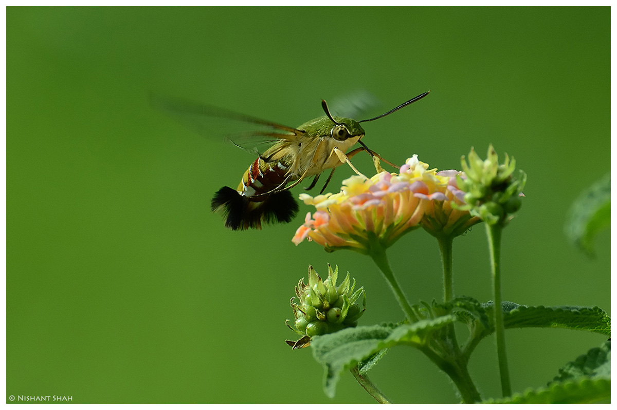 Hummingbird Hawk-moth