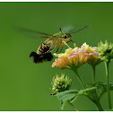 Hummingbird Hawk-moth