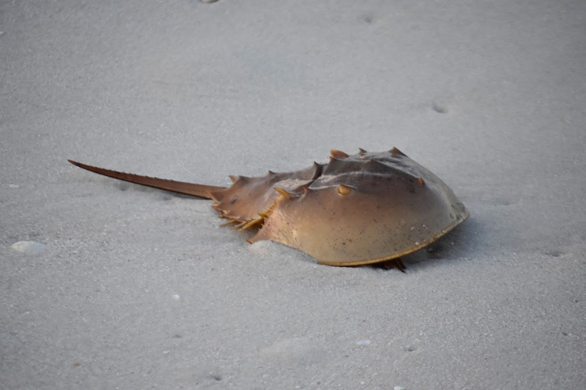 Atlantic Horseshoe Crab