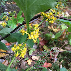 Broad-leaved Goldenrod