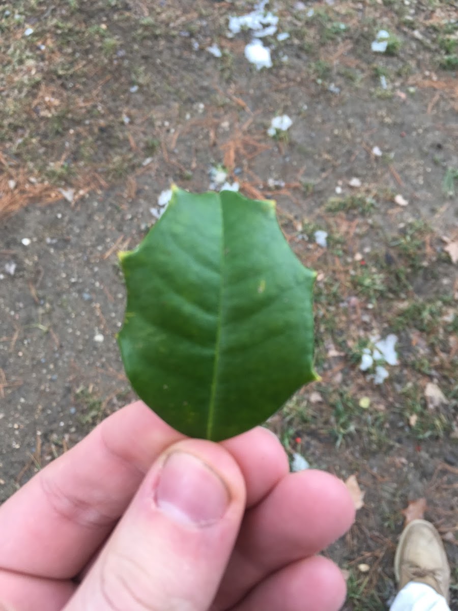 American Holly