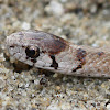 Dekay's Brown Snake