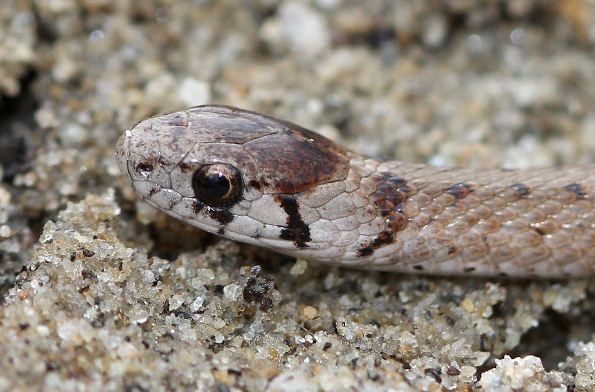 Dekay's Brown Snake