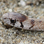 Dekay's Brown Snake