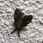 White-marked Tussock Moth