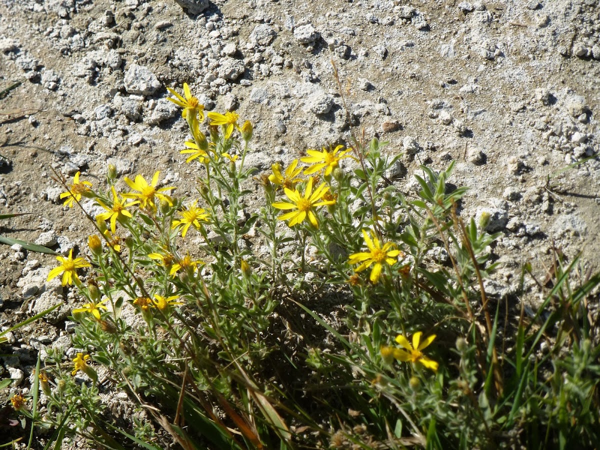 Arnica