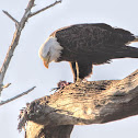 North American Bald Eagle