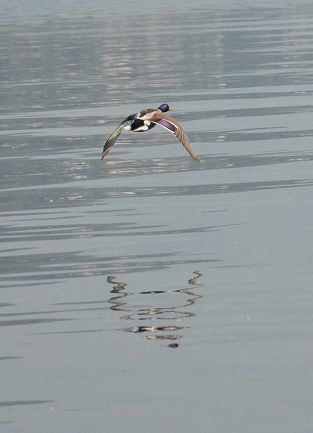 Volo riflesso di netmailand