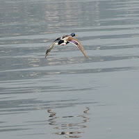 Volo riflesso di 