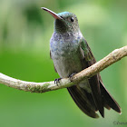 Blue-chested Hummingbird