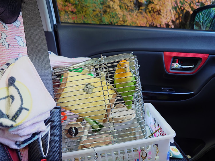 キャストのOGU chanさんが投稿したカスタム事例の投稿画像21枚目