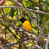 Purple-throated Euphonia