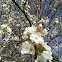 Bradford Pear tree flower