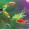 Aquarium Fish Live Wallpaper icon