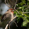 House Finch