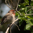 House Finch