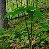 Jack-in-the-Pulpit