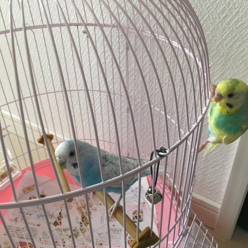 インコ大好き💓