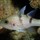 Threespot Cardinalfish