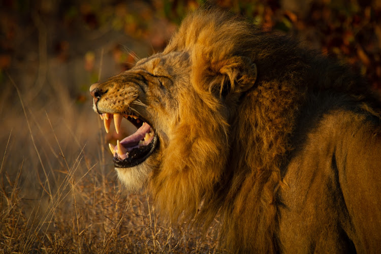 Residents ate the remains of a lion. File image.