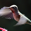 Anna's Hummingbird