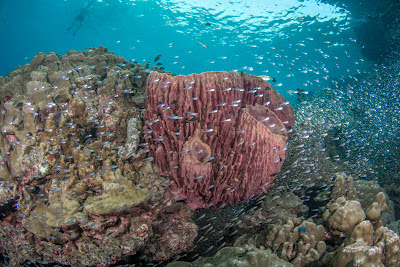 Snorkel on colorful coral reefs