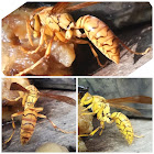 Yellow Oriental paper-wasp, বৰল