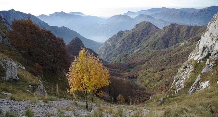 arbre d'or di stegro