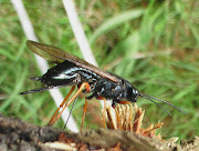 The Sirex wasp (Sirex noctilio) is a threat to South African forestry.  