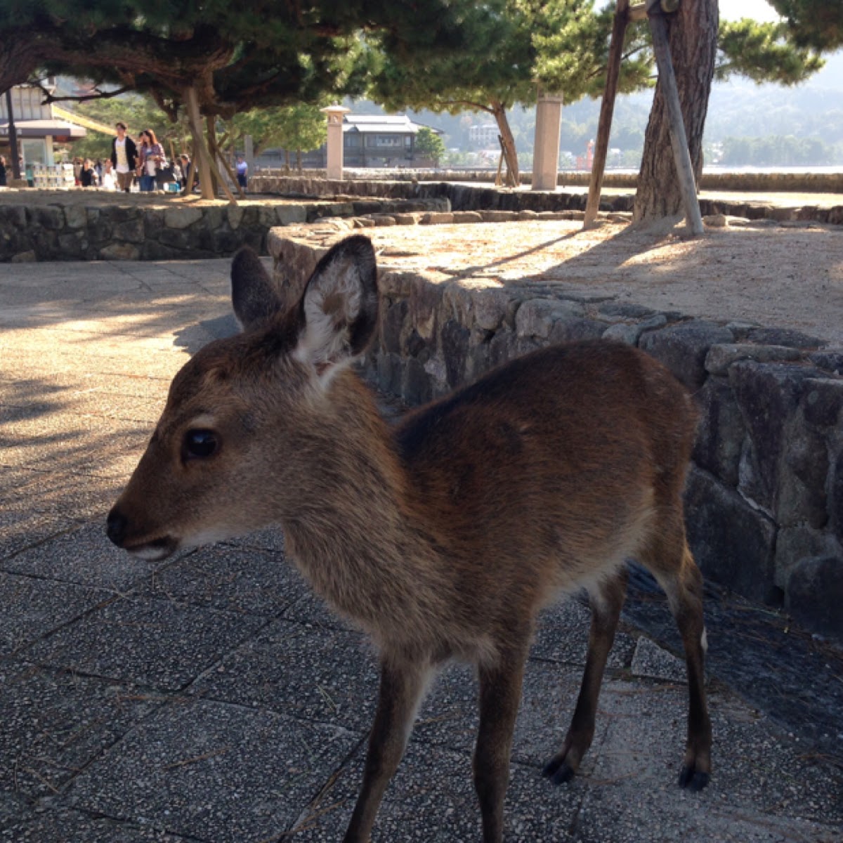 Sika deer