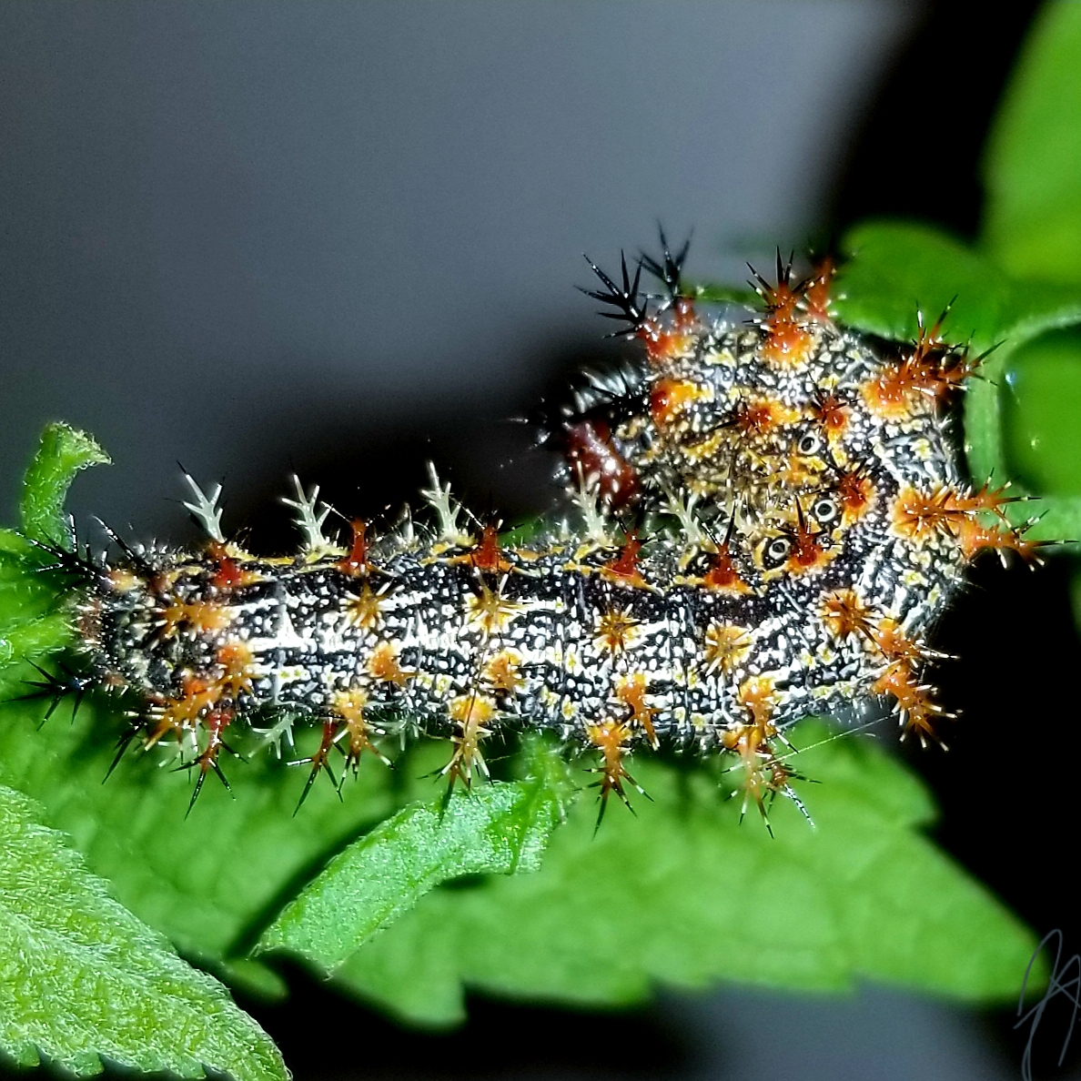 Question mark caterpillar