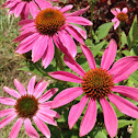 Purple coneflower