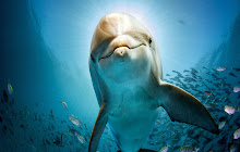 Dolphin Wallpaper New Tab small promo image