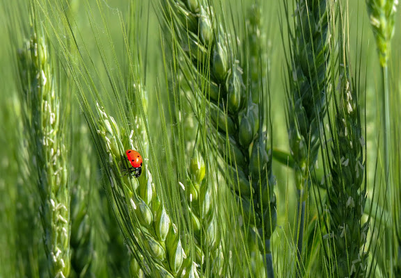 Coccinella sul grano di gnuc