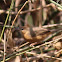 Tawny-bellied Babbler