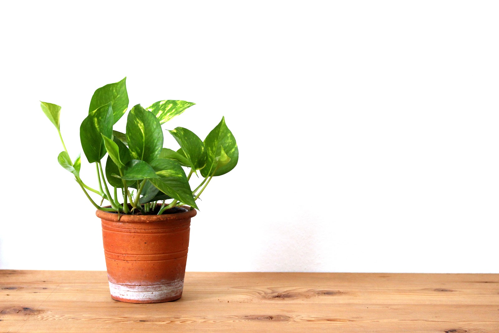 pothos plant care: pothos plant in a pot