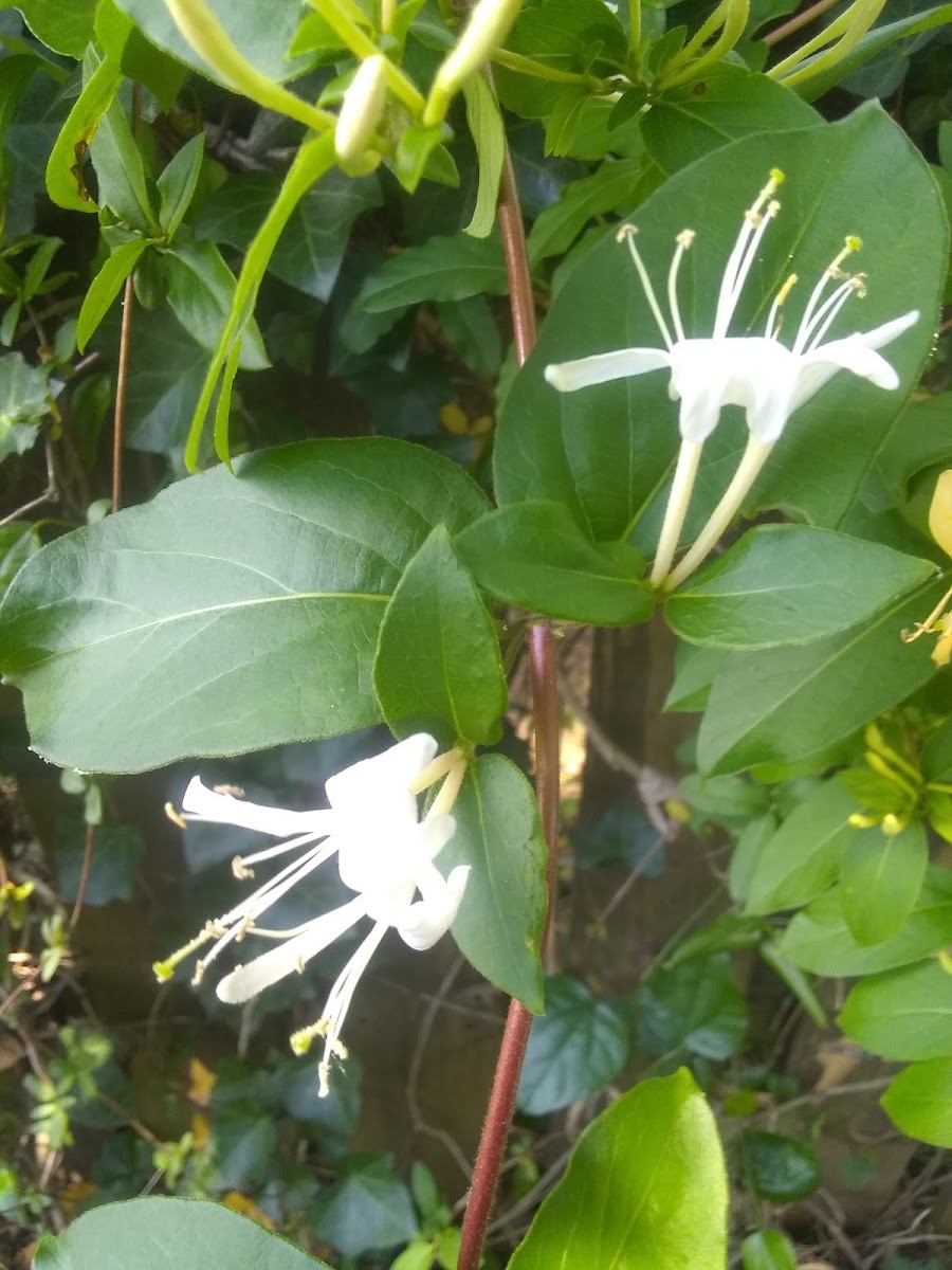 Japanese Honeysuckle