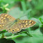 Speckled Wood